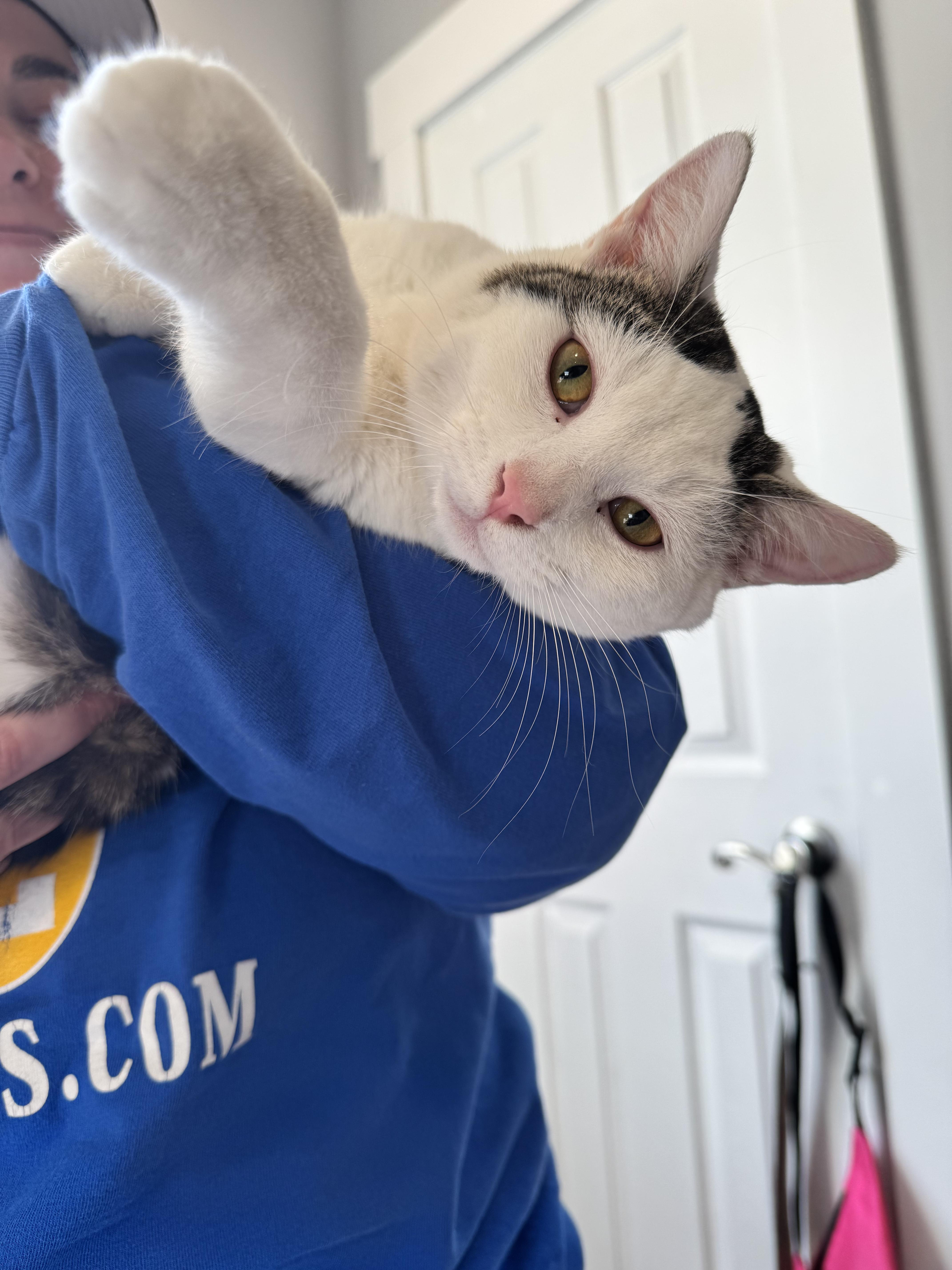 Croissant, ADOPTABLE, Young Female Domestic Short Hair.