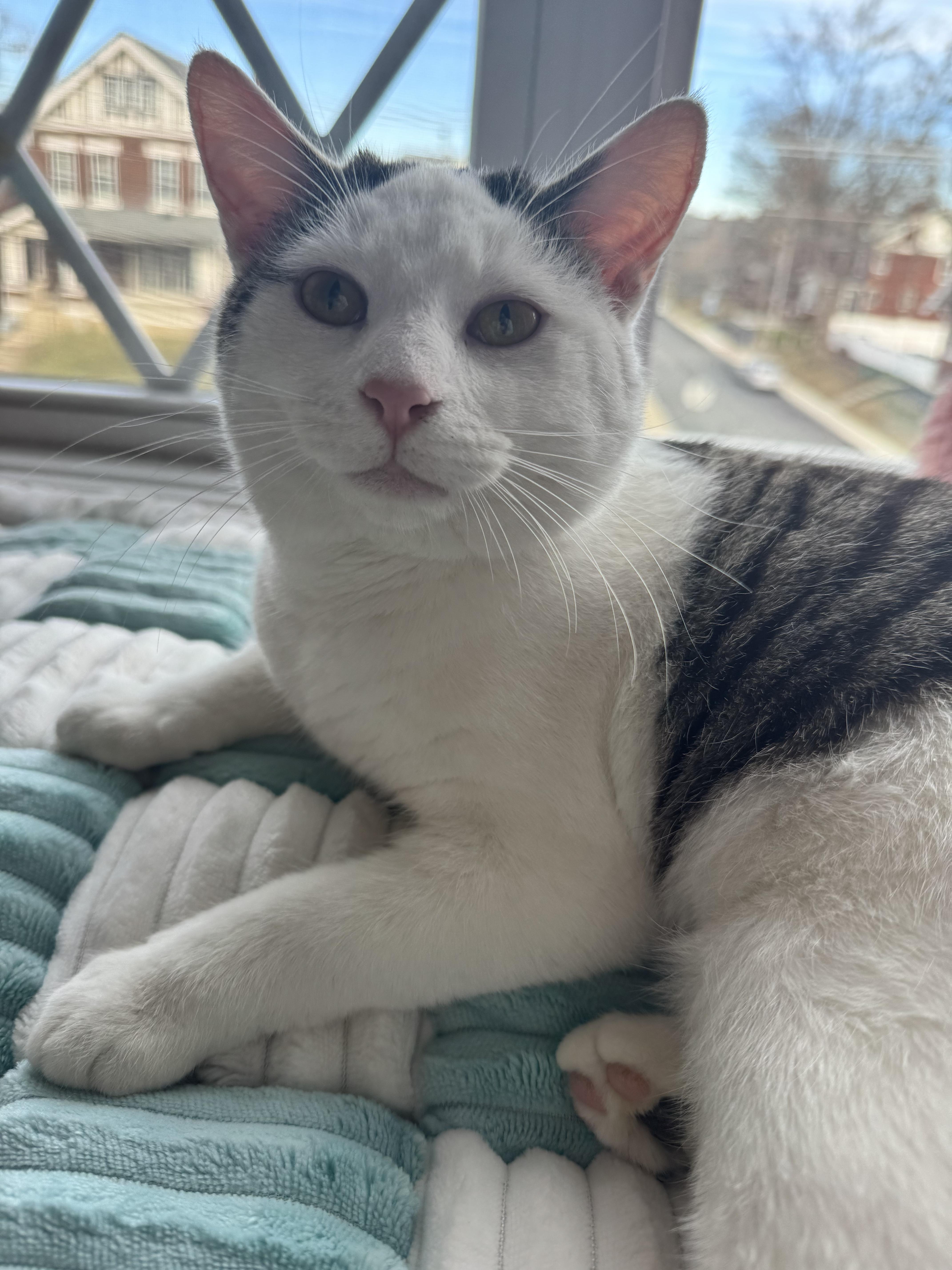 Enlarge Croissant, a ADOPTABLE Domestic Short Hair in Columbus, OH image 1/6