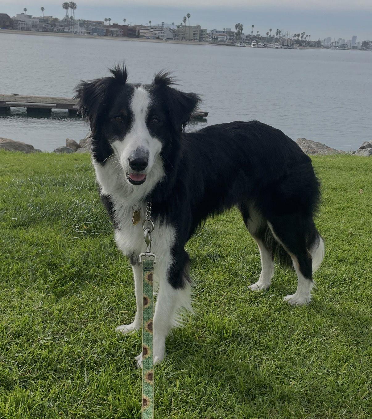 Ellie, a Adoptable Border Collie in Capistrano Beach, CA image 1/3