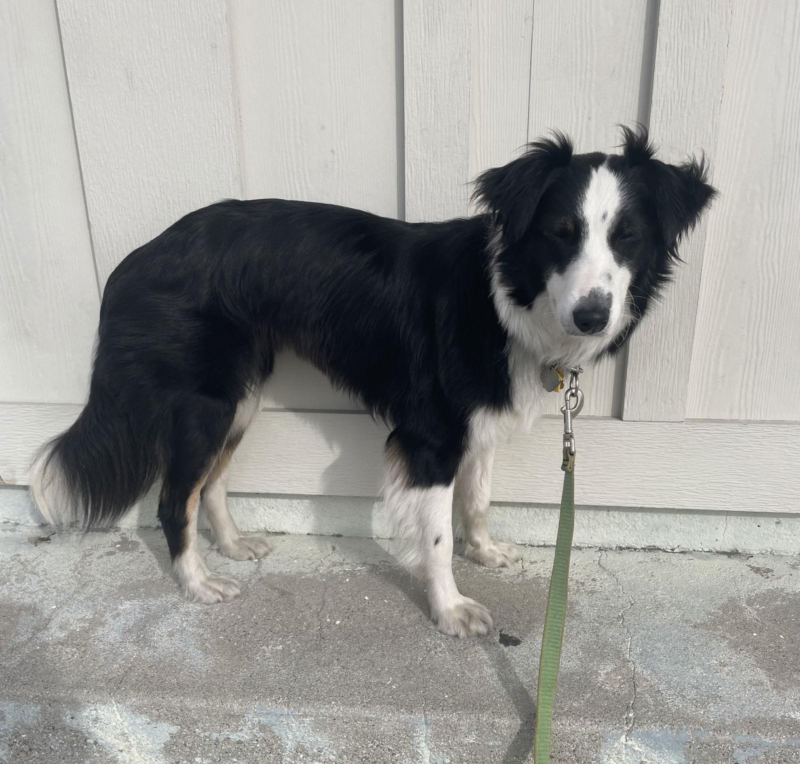 Ellie, a Adoptable Border Collie in Capistrano Beach, CA image 2/3