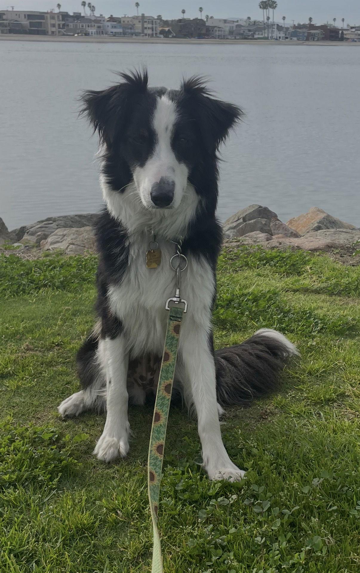 Ellie — thumbnail 3