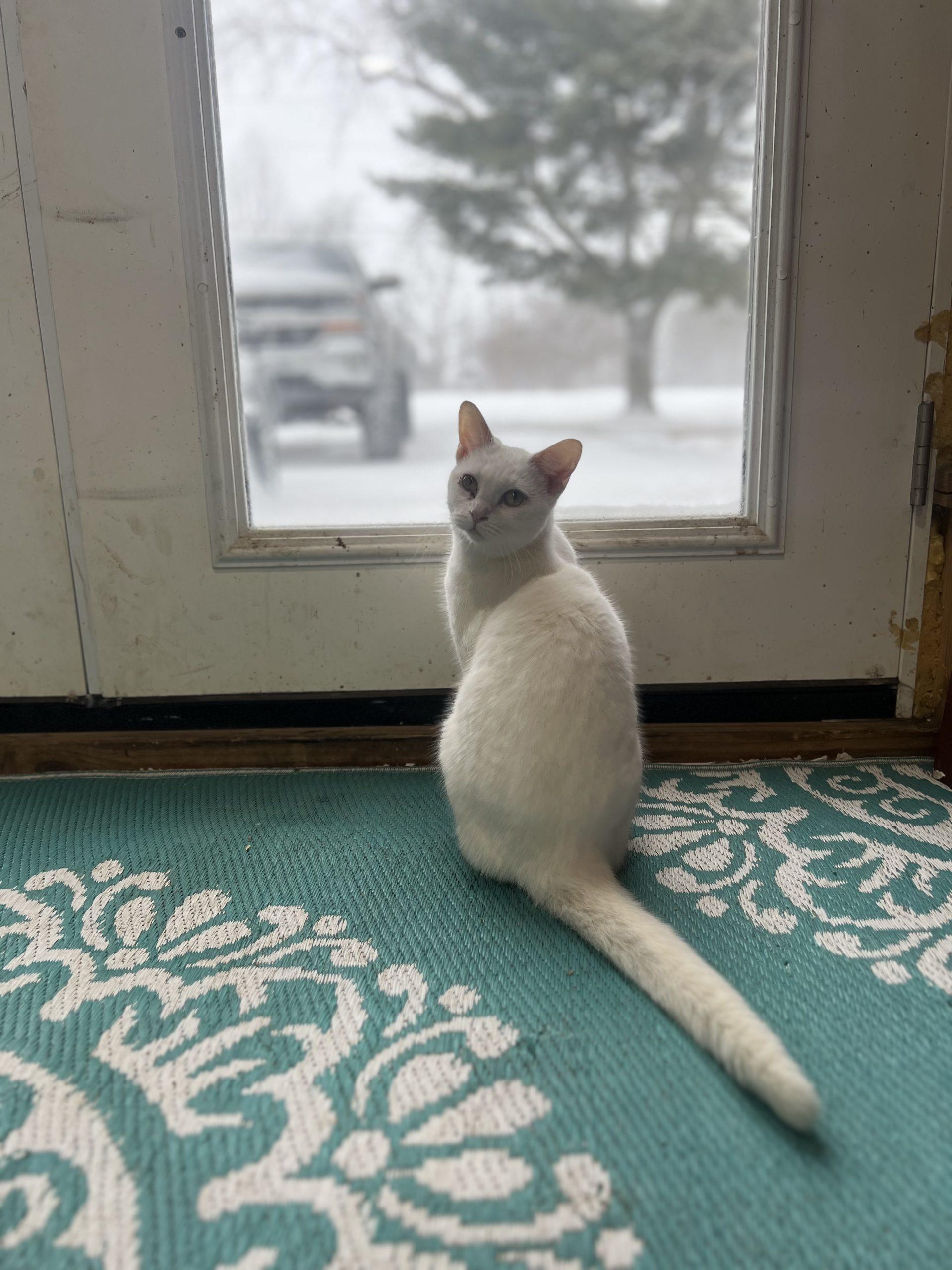Collette, Adoptable, Young Female Domestic Short Hair.