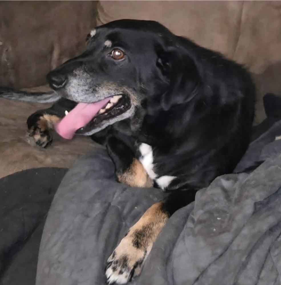 Chester, Adoptable, Adult Male Labrador Retriever.