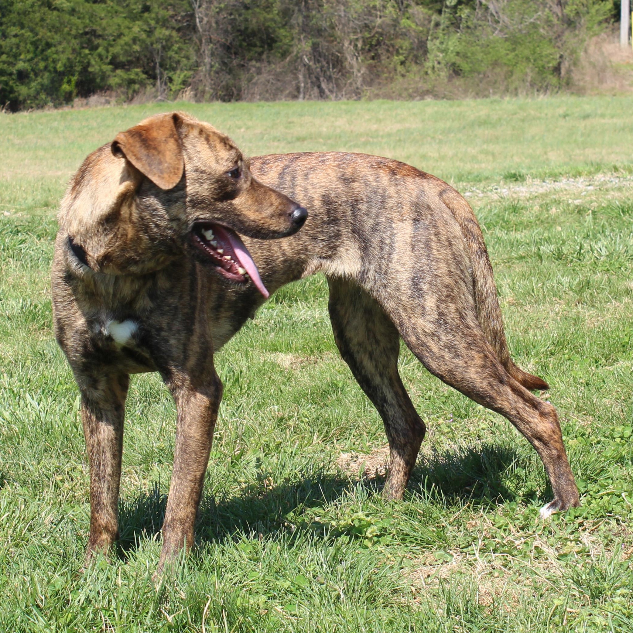 Enlarge Trixie, a ADOPTABLE mixed breed in Lebanon, TN image 6/6