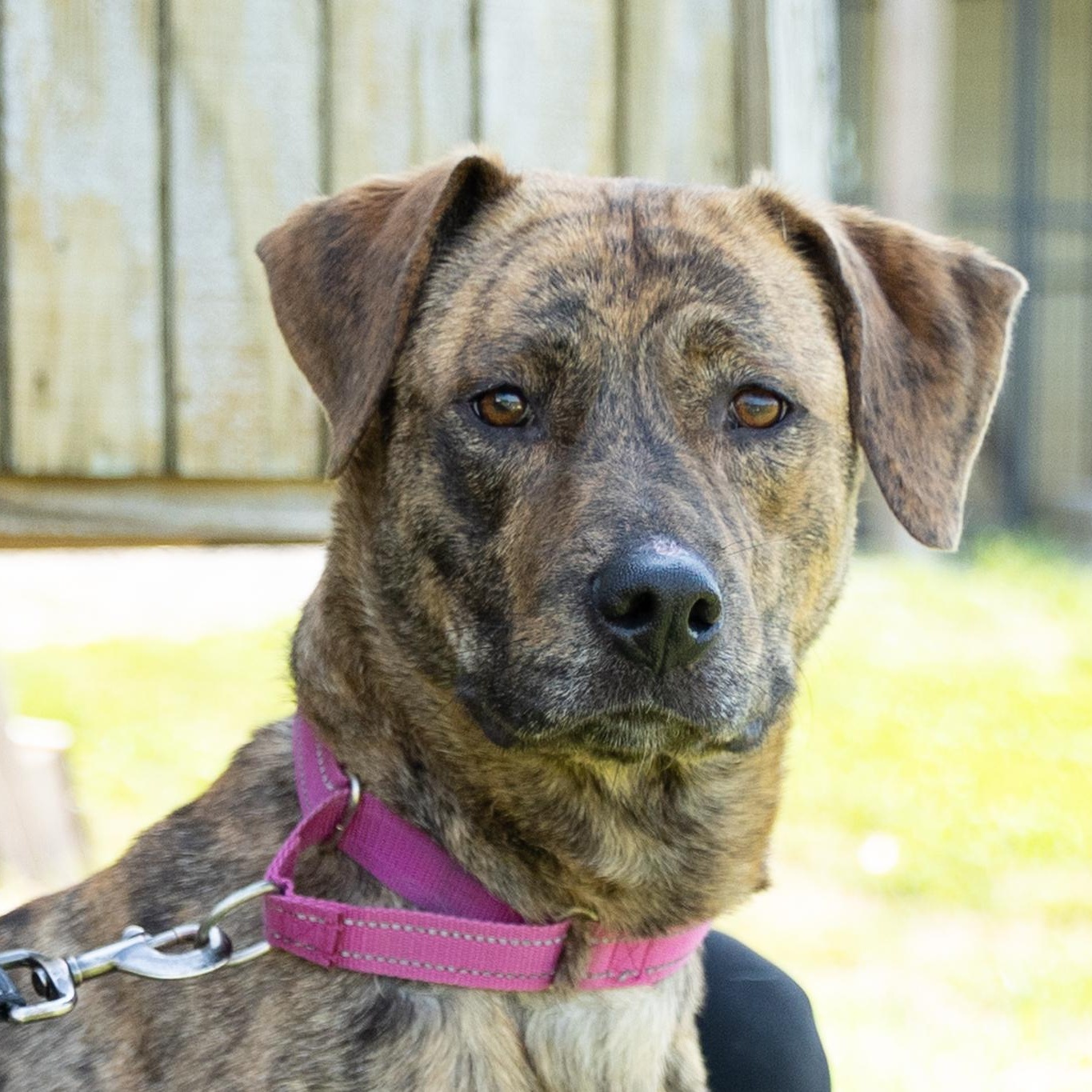 Trixie, ADOPTABLE, Young Female Mountain Cur.