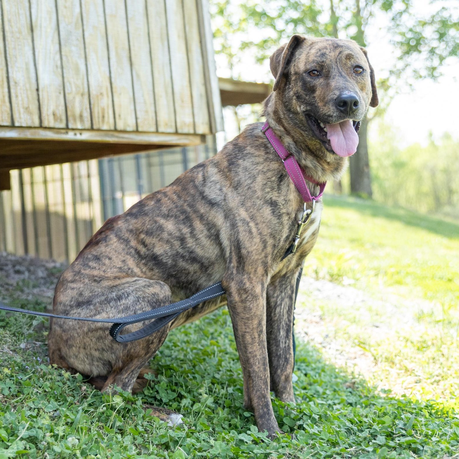 Enlarge Trixie, a ADOPTABLE mixed breed in Lebanon, TN image 2/6