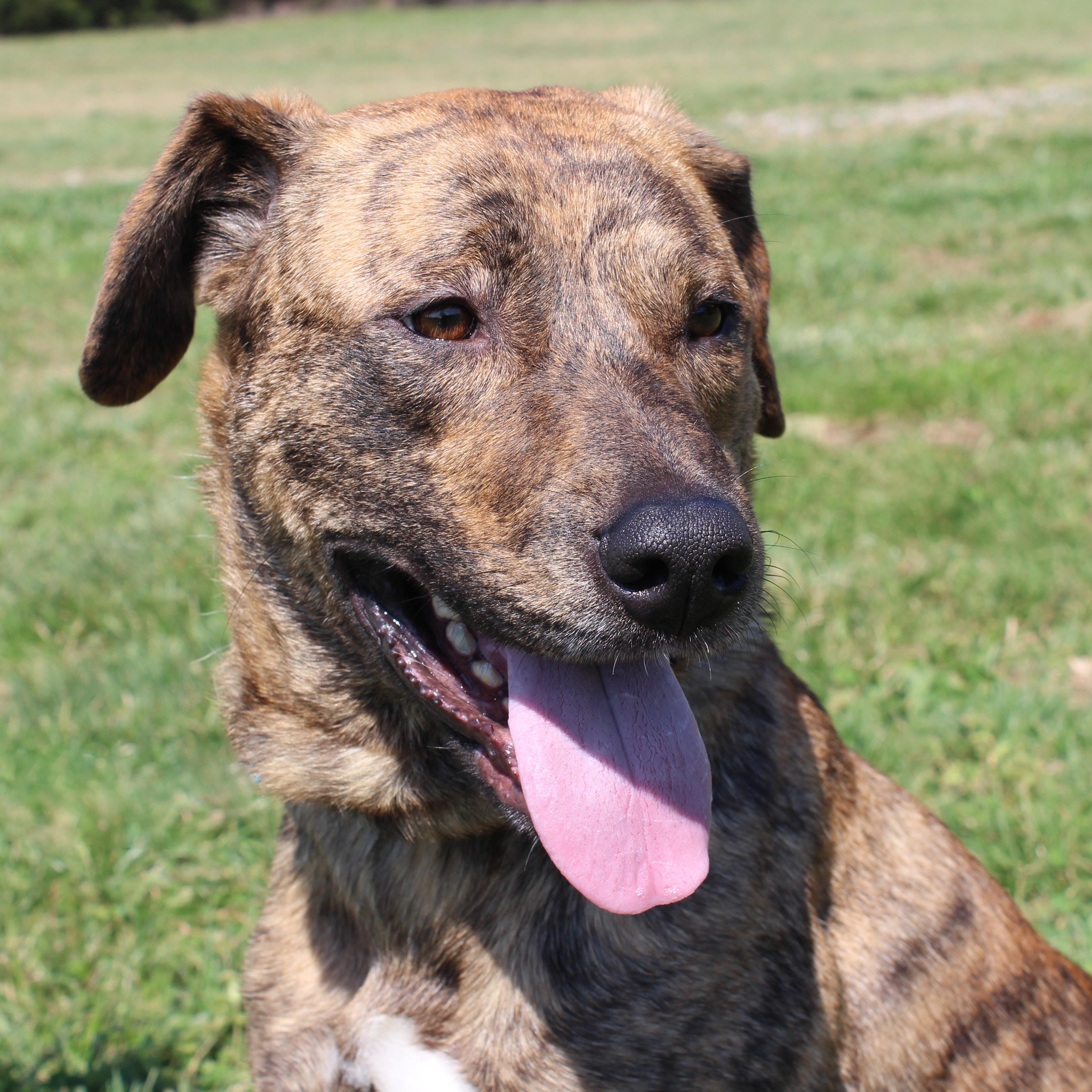 Enlarge Trixie, a ADOPTABLE mixed breed in Lebanon, TN image 5/6