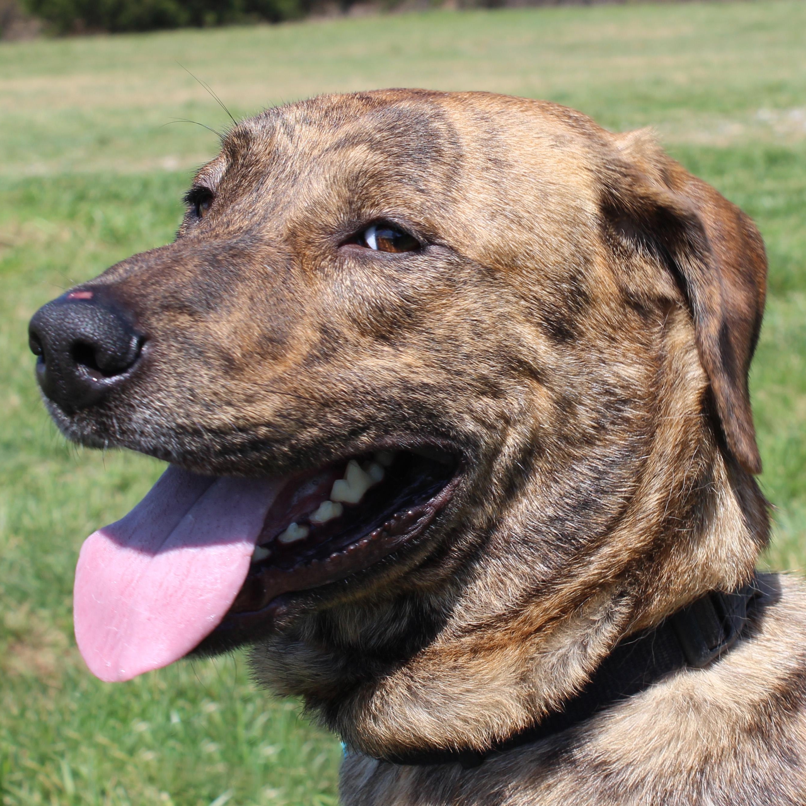 Trixie, ADOPTABLE, Young Female Mountain Cur.