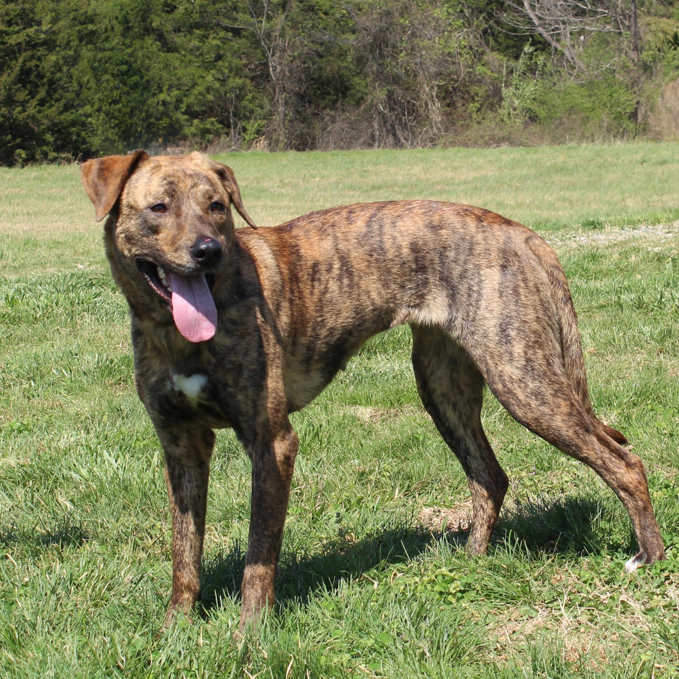 Enlarge Trixie, a ADOPTABLE mixed breed in Lebanon, TN image 2/6