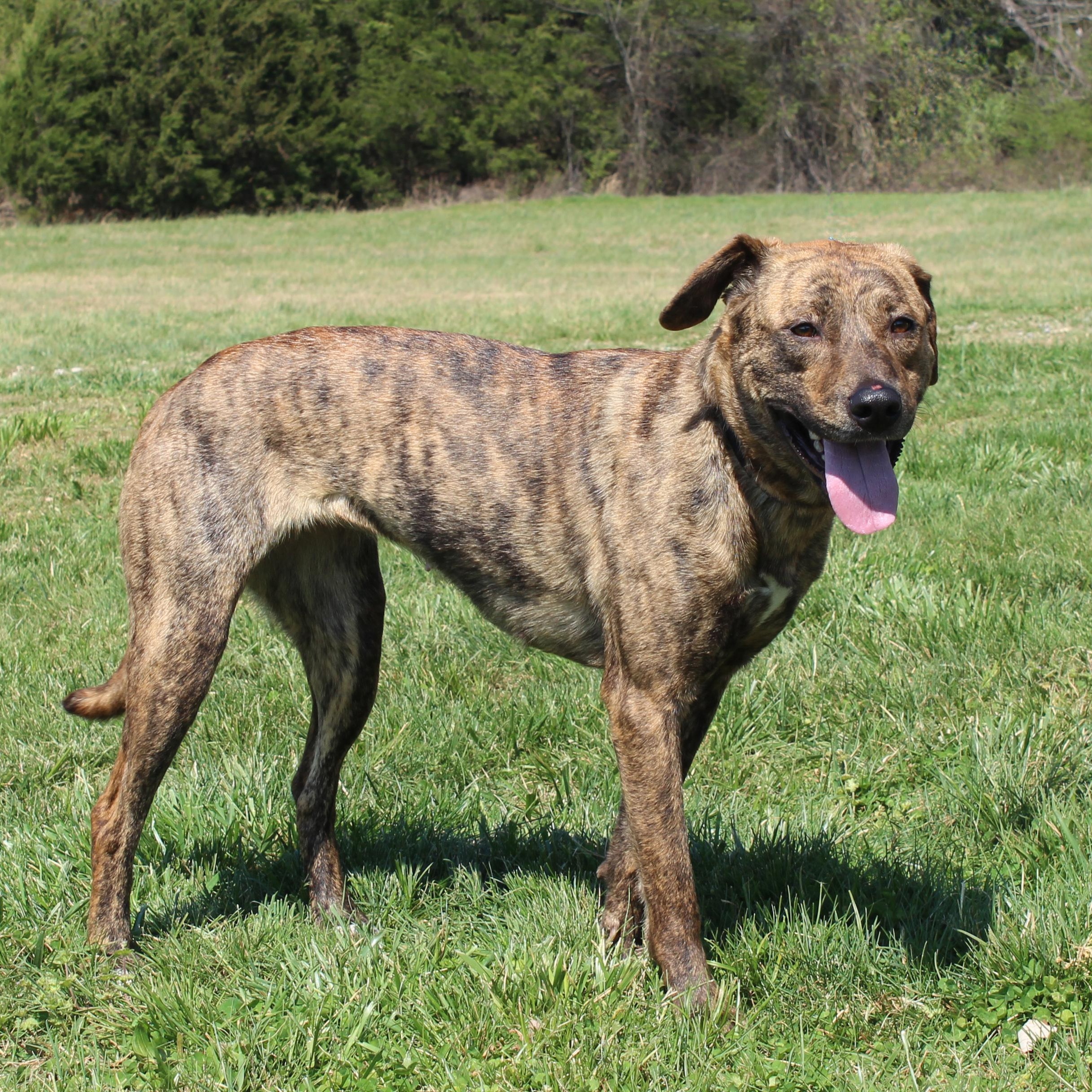 Enlarge Trixie, a ADOPTABLE mixed breed in Lebanon, TN image 3/6