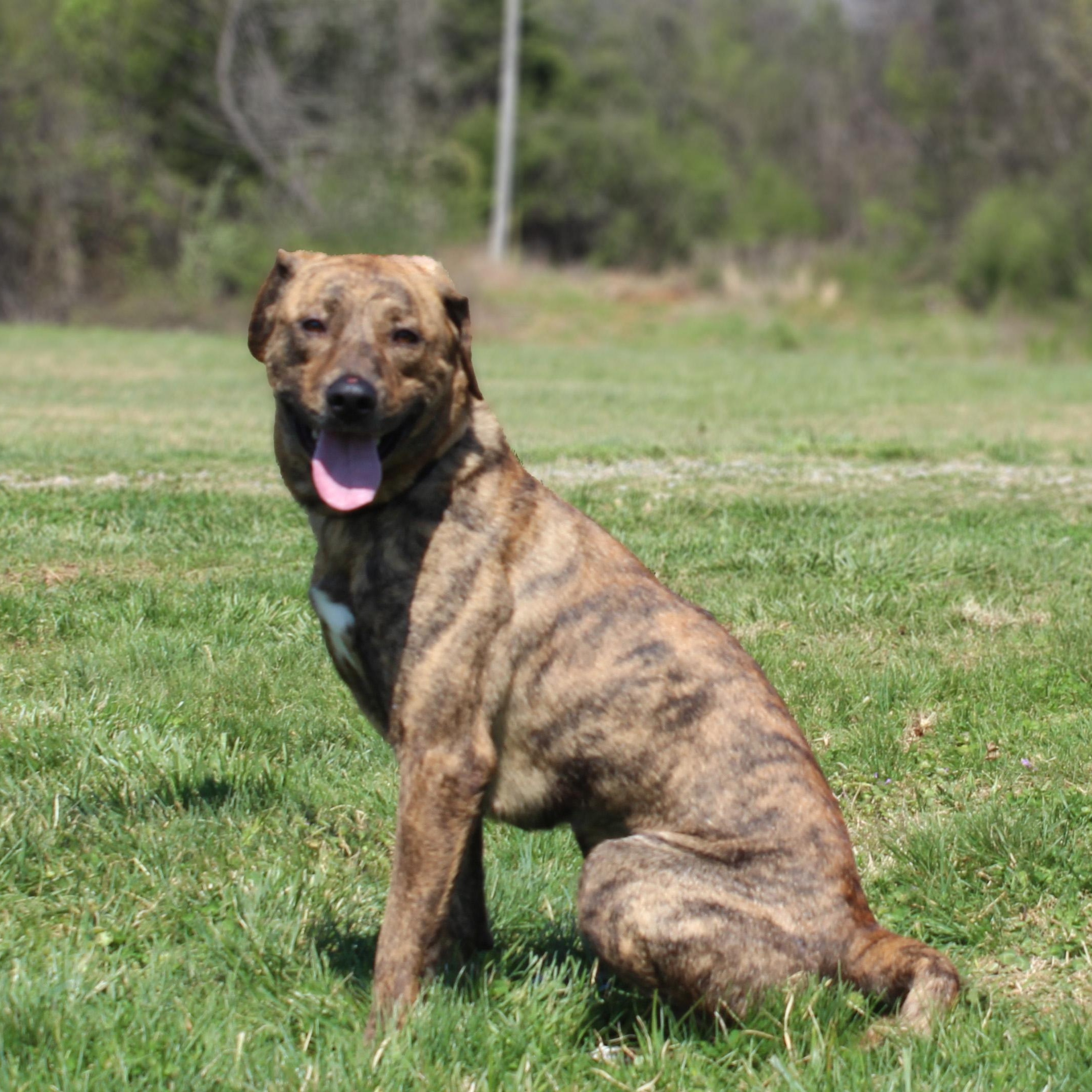 Enlarge Trixie, a ADOPTABLE mixed breed in Lebanon, TN image 4/6
