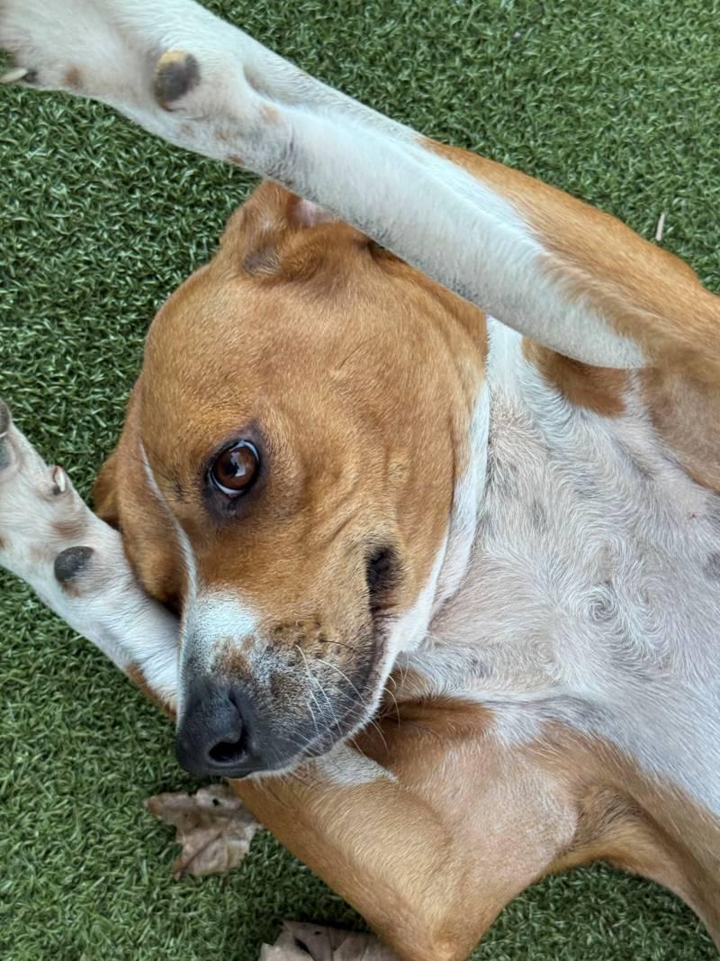 Enlarge Jada, a Adoptable mixed breed in New Bedford, MA image 3/4