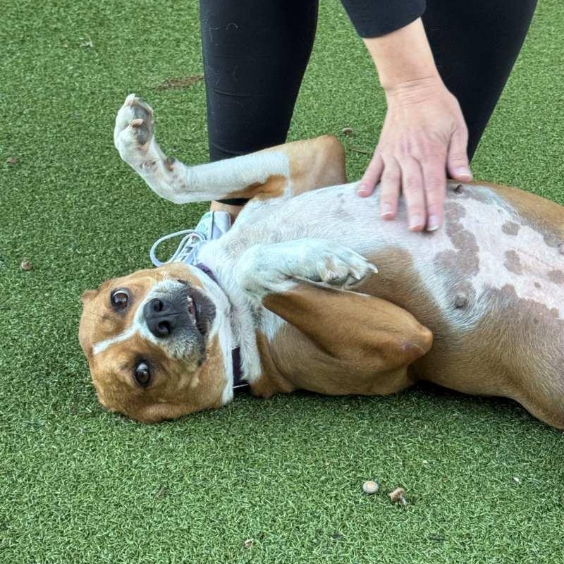 Enlarge Jada, a Adoptable mixed breed in New Bedford, MA image 4/4