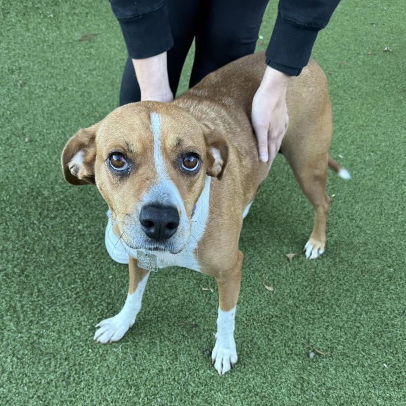 Enlarge Jada, a Adoptable mixed breed in New Bedford, MA image 2/4