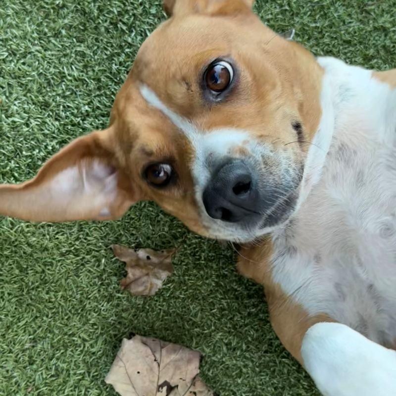 Enlarge Jada, a Adoptable mixed breed in New Bedford, MA image 1/4