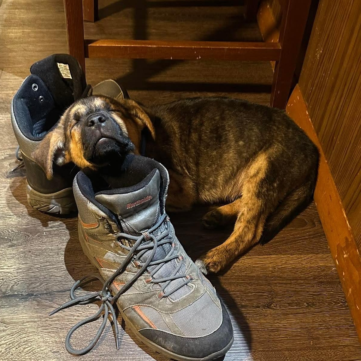 Enlarge Tracker, a ADOPTABLE mixed breed in Bethlehem, PA image 2/6