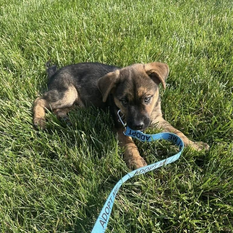 Enlarge Tracker, a ADOPTABLE mixed breed in Bethlehem, PA image 4/6