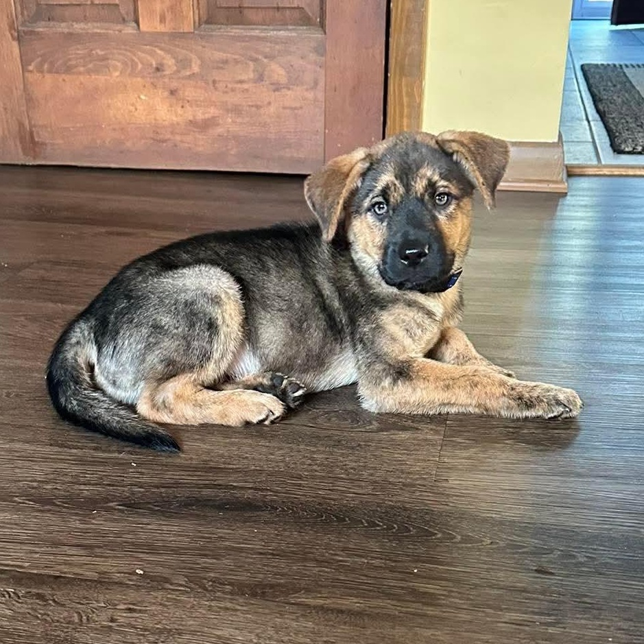Enlarge Tracker, a ADOPTABLE mixed breed in Bethlehem, PA image 1/6