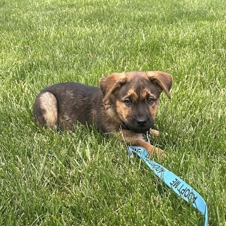 Enlarge Tracker, a ADOPTABLE mixed breed in Bethlehem, PA image 3/6