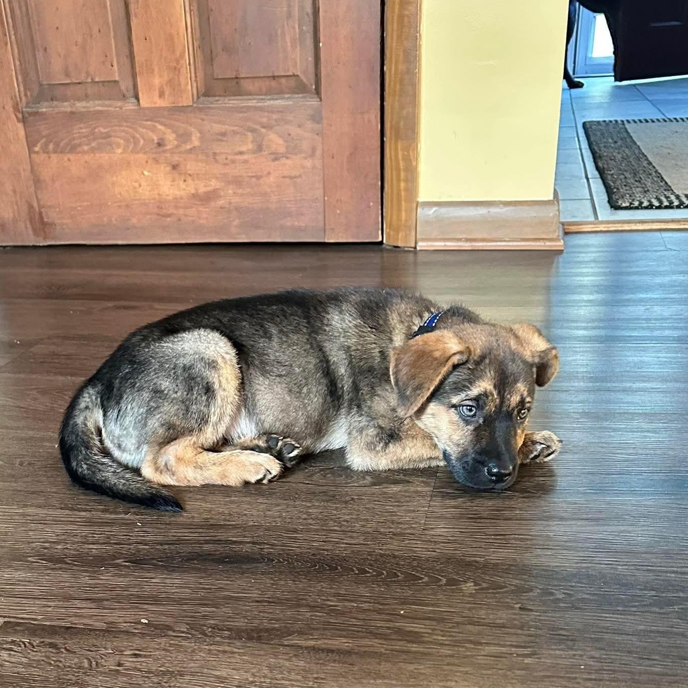 Enlarge Tracker, a ADOPTABLE mixed breed in Bethlehem, PA image 6/6