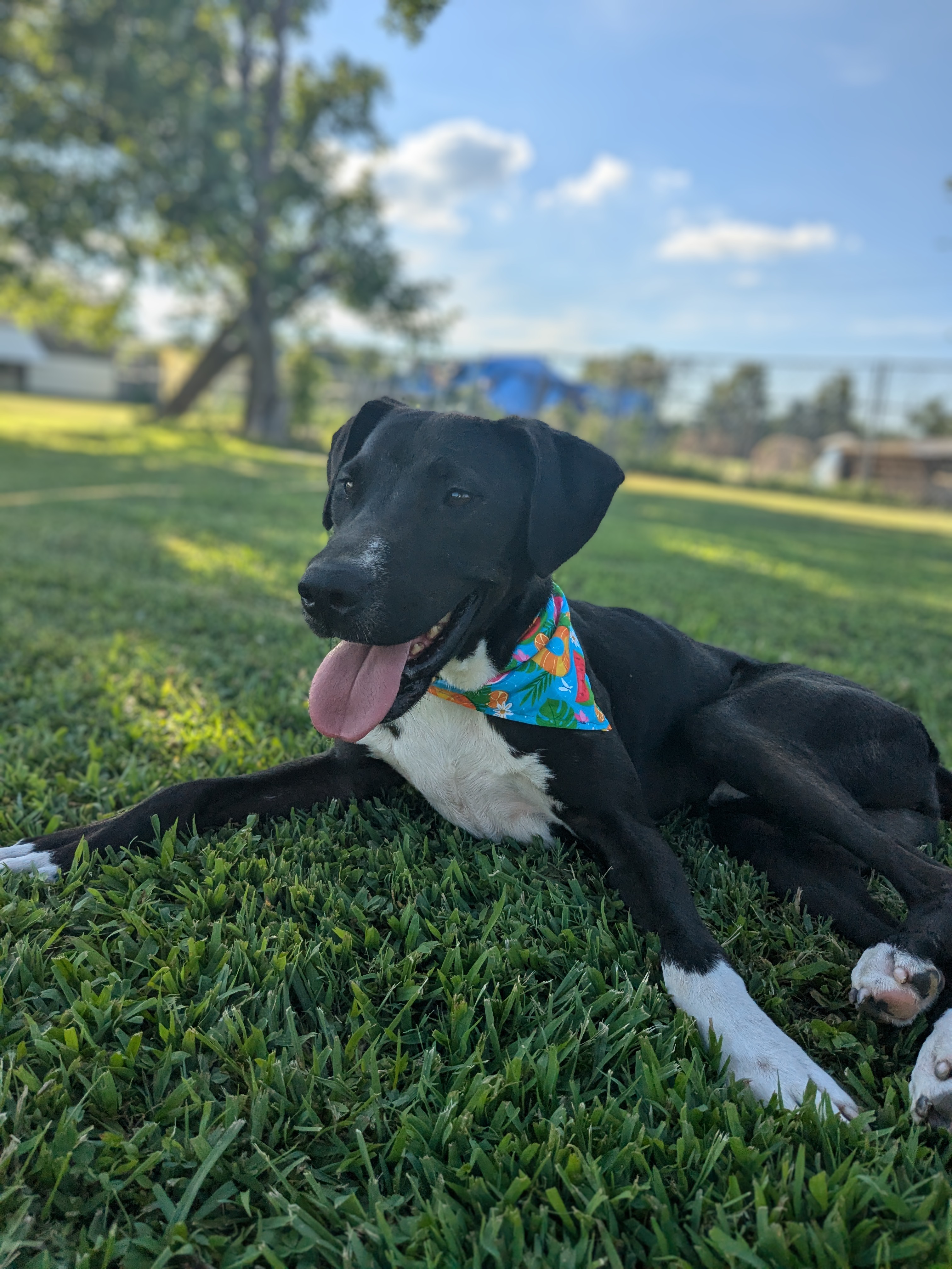 Enlarge MJ, a Adoptable mixed breed in Newport, AR image 6/6