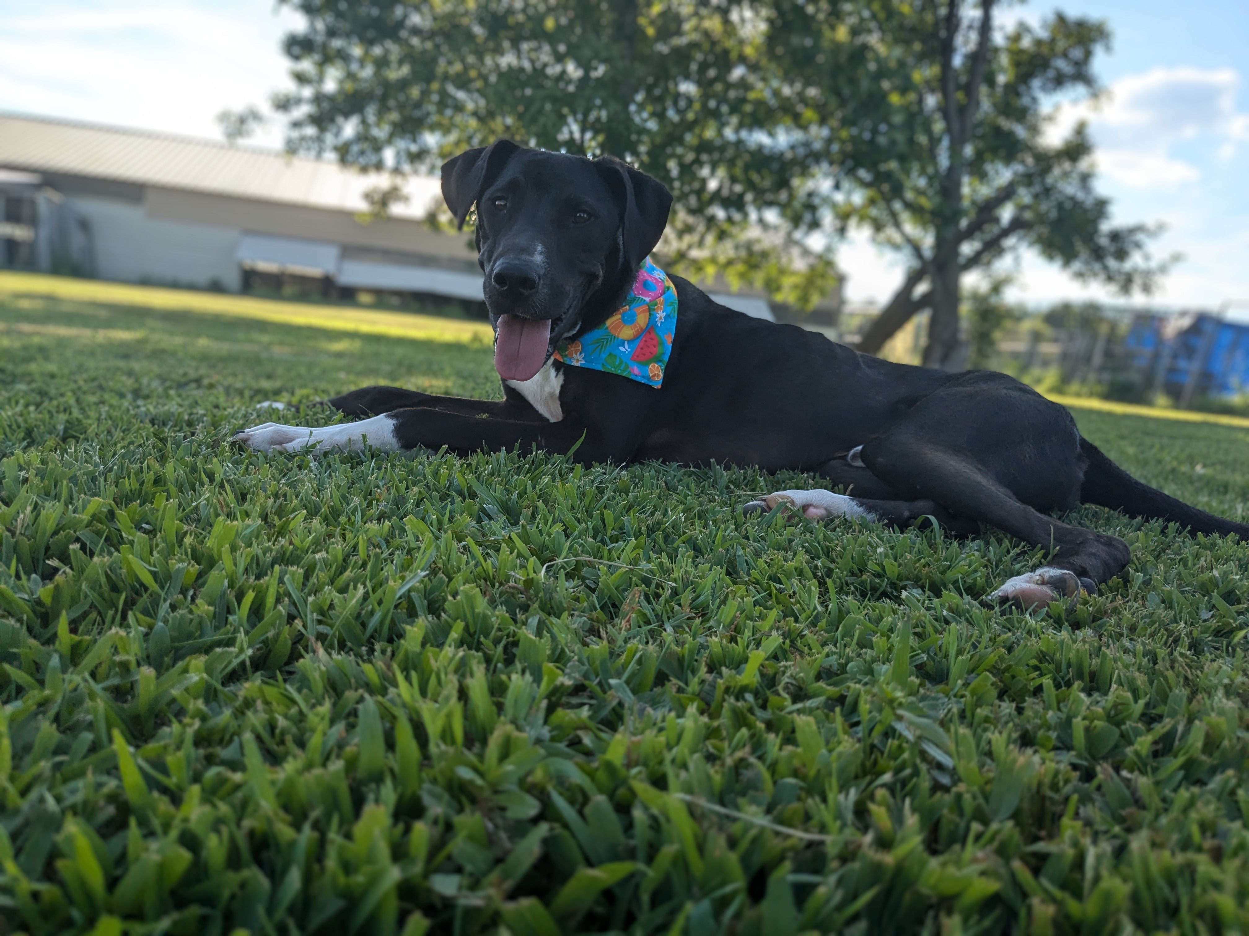 MJ, Adoptable, Adult Male Hound.