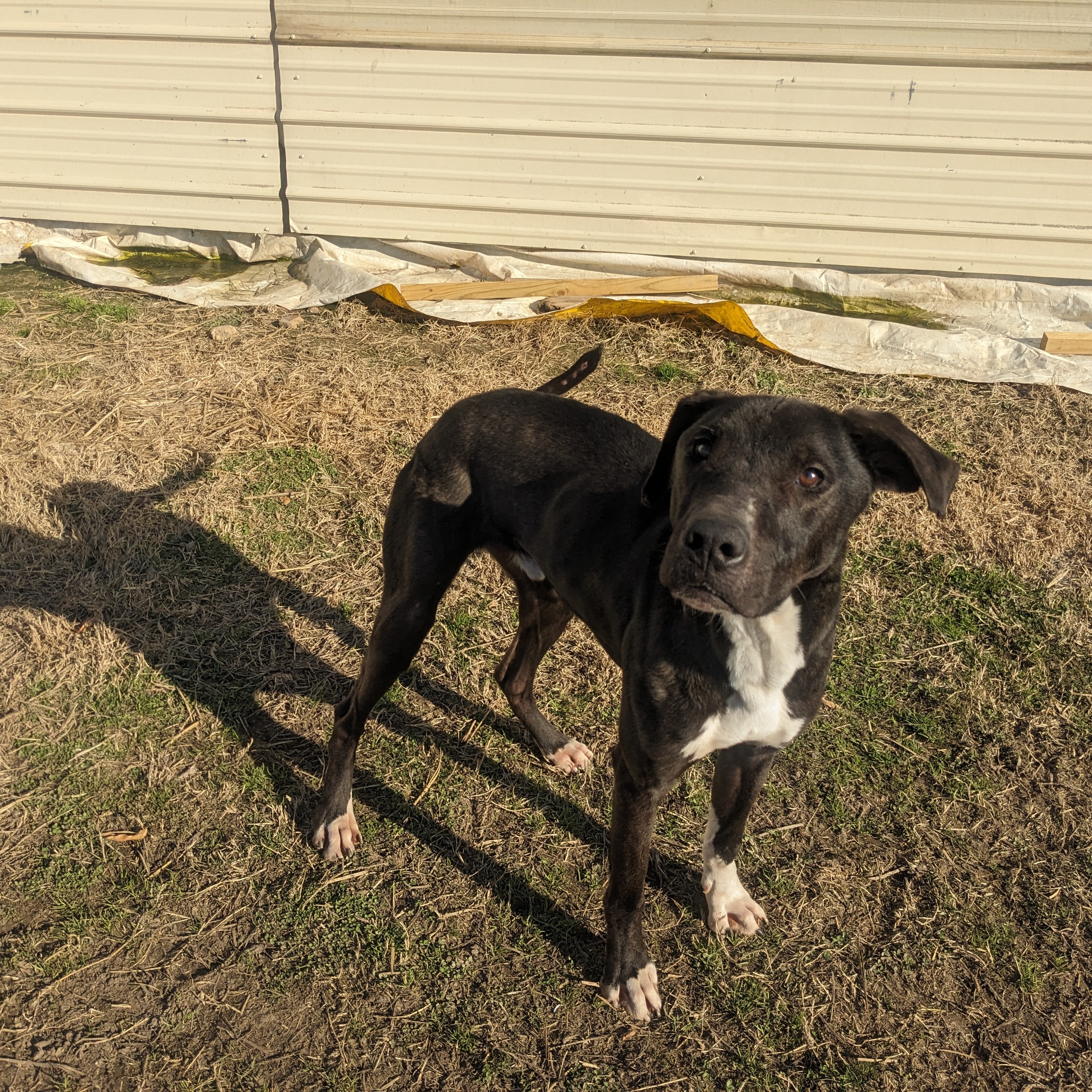 Enlarge MJ, a Adoptable mixed breed in Newport, AR image 2/6