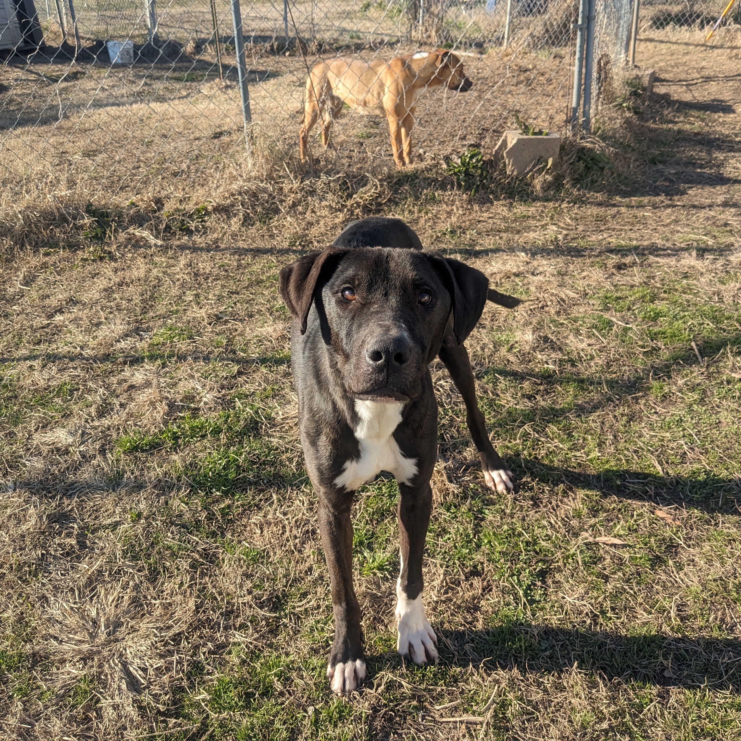Enlarge MJ, a Adoptable mixed breed in Newport, AR image 3/6