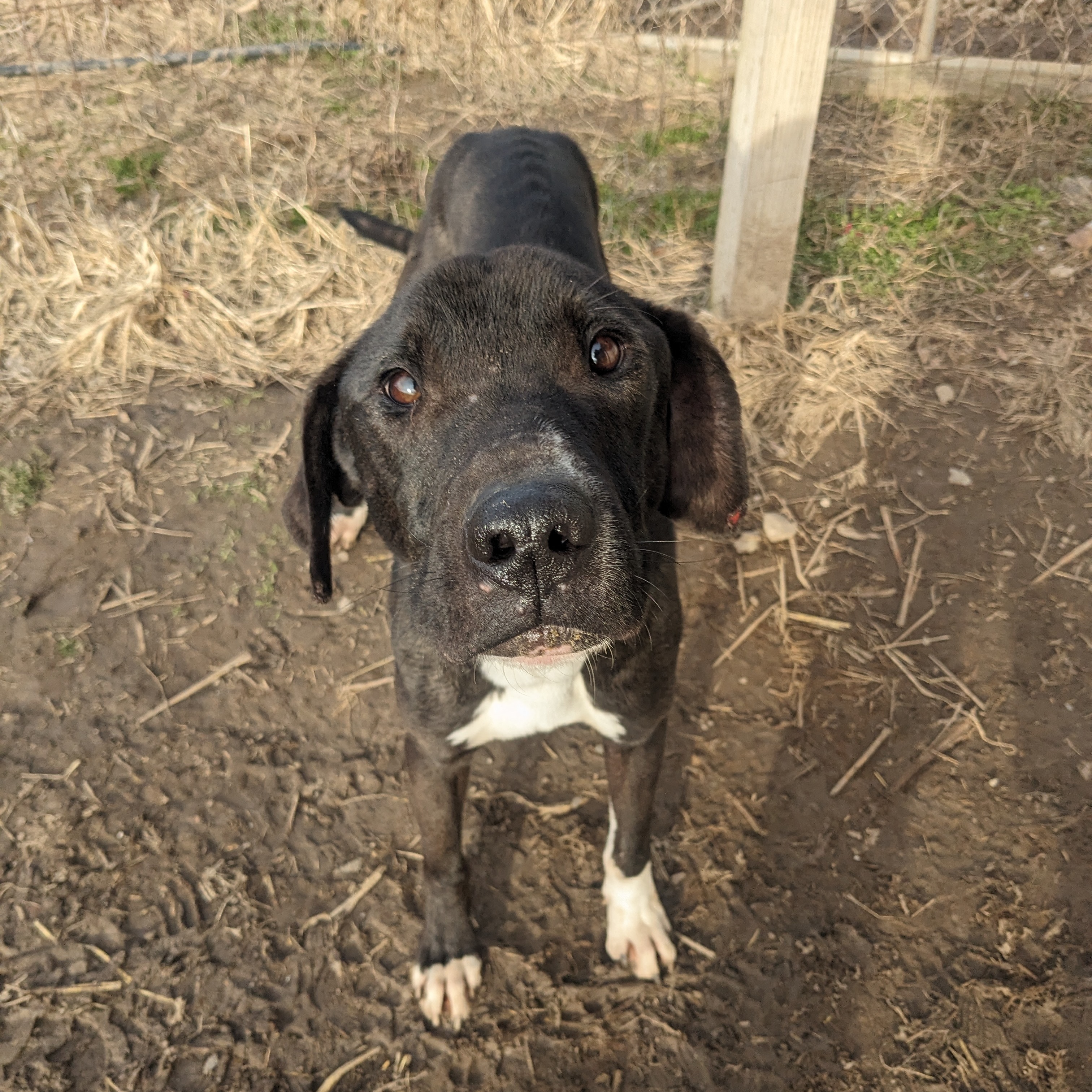 Enlarge MJ, a Adoptable mixed breed in Newport, AR image 4/6