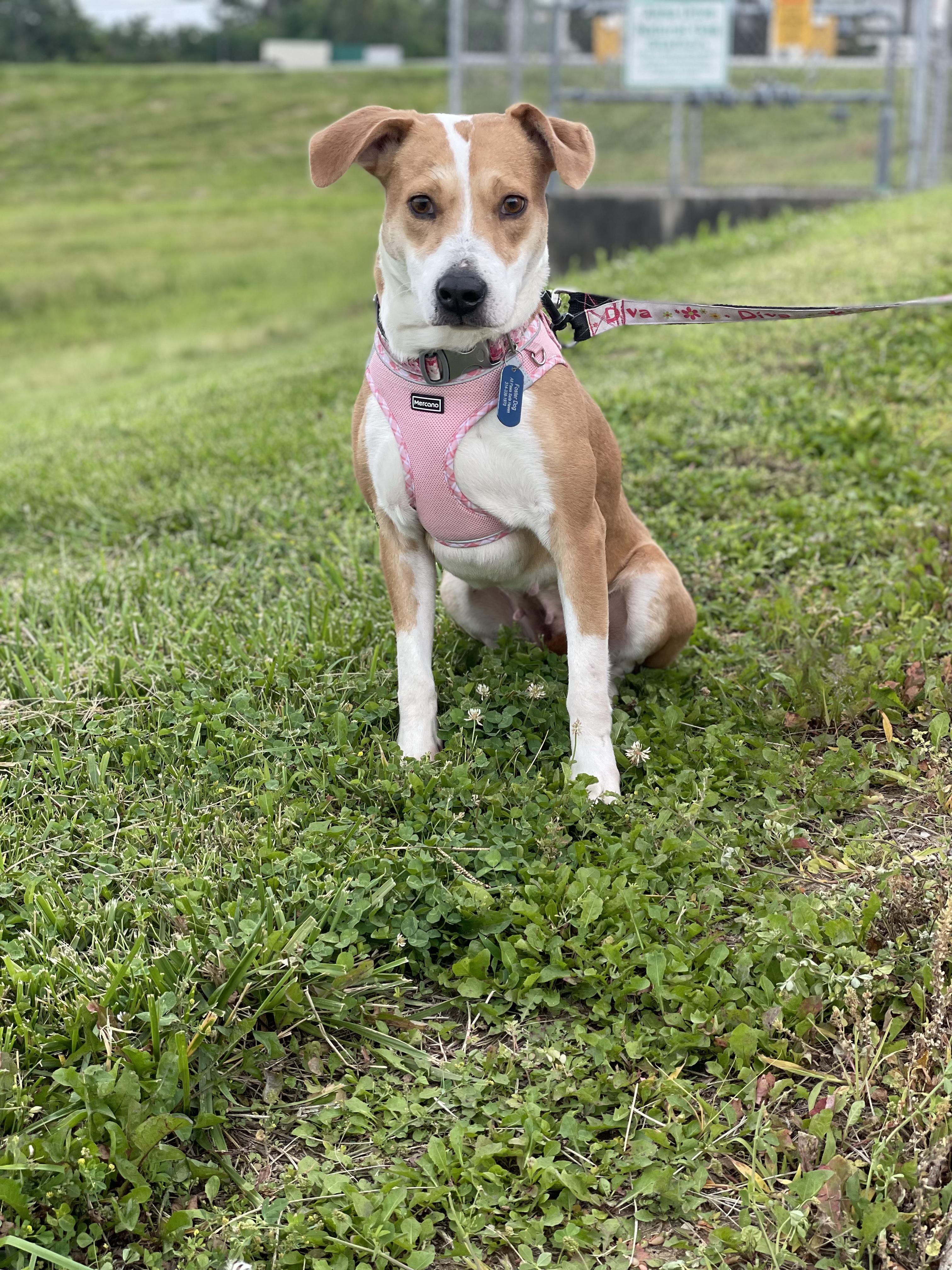 Enlarge Ellen, a Adopted mixed breed in St. Louis, MO image 1/4