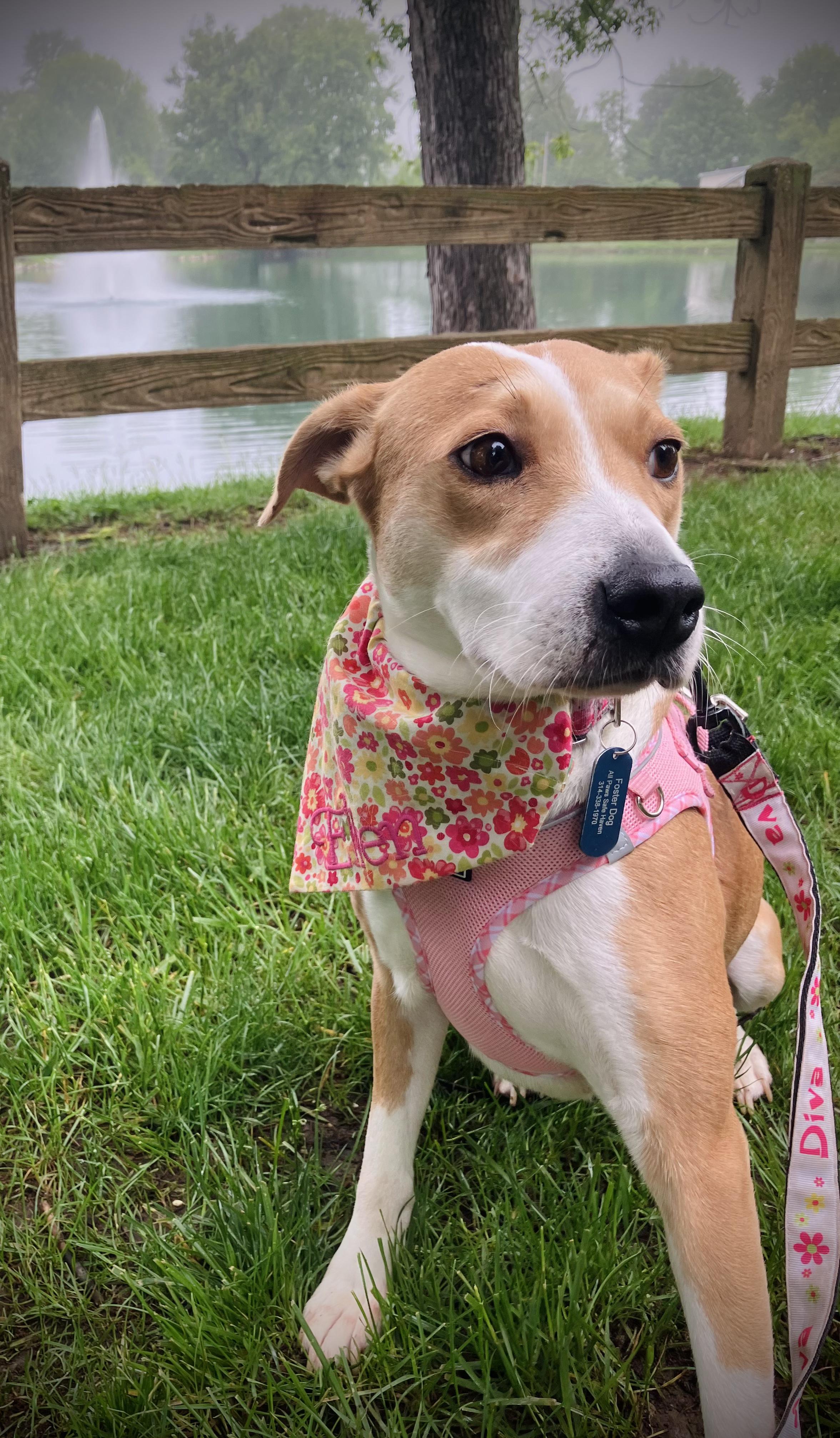 Enlarge Ellen, a Adopted mixed breed in St. Louis, MO image 2/4