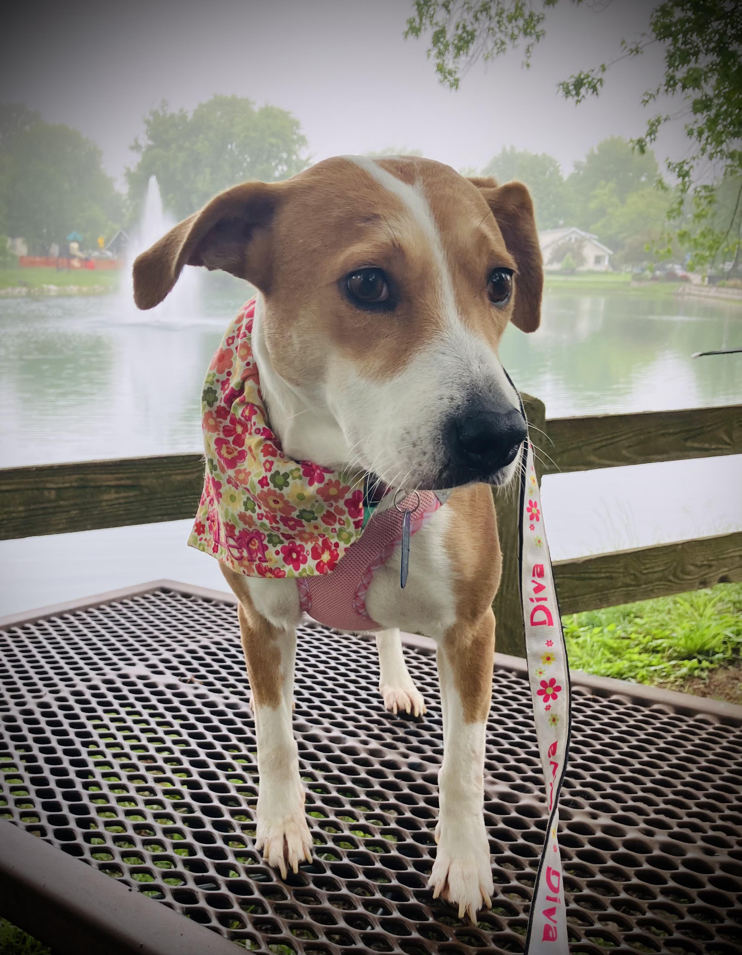 Enlarge Ellen, a Adopted mixed breed in St. Louis, MO image 3/4