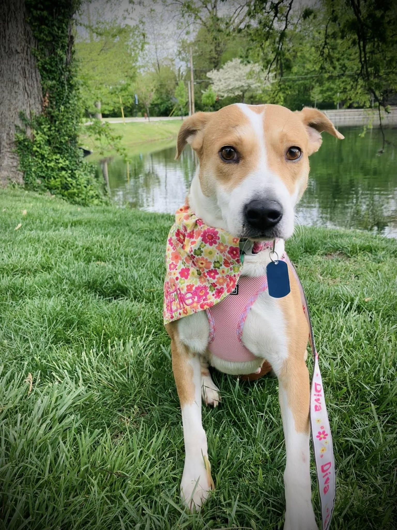 Enlarge Ellen, a Adopted mixed breed in St. Louis, MO image 4/4