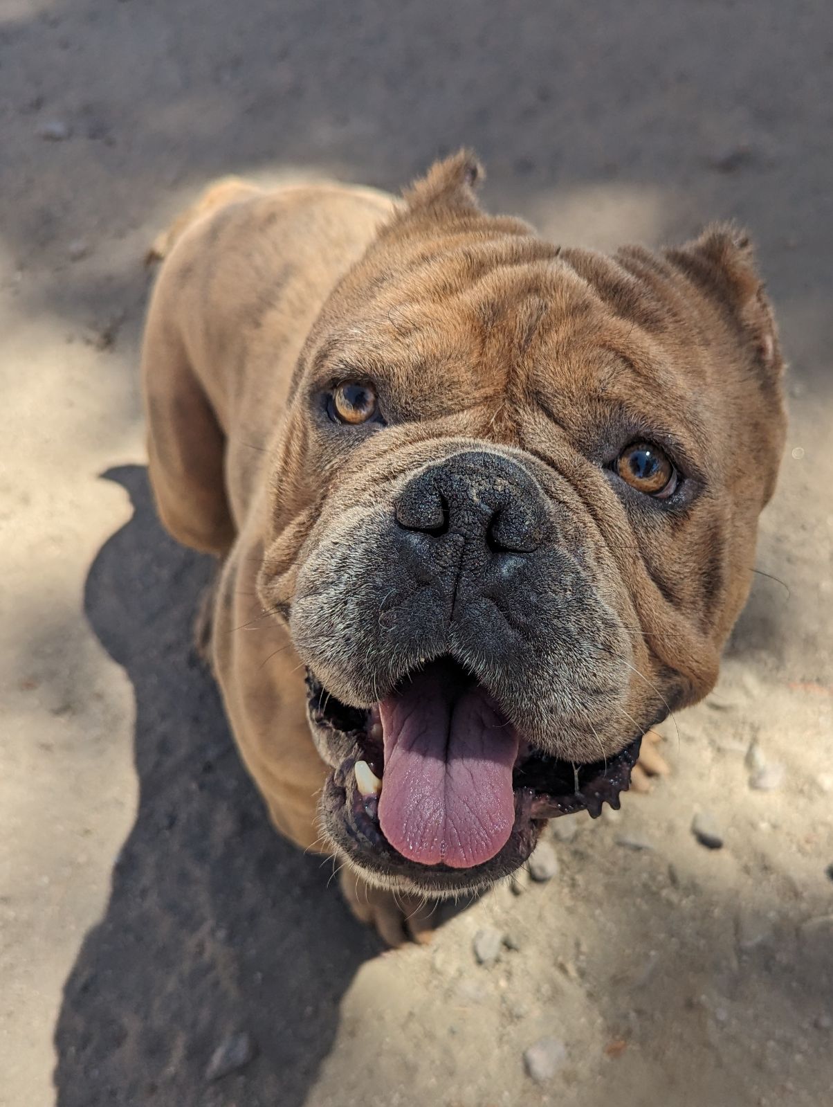 Enlarge Serafina, a Adopted American Bully in Redmond, OR image 1/1