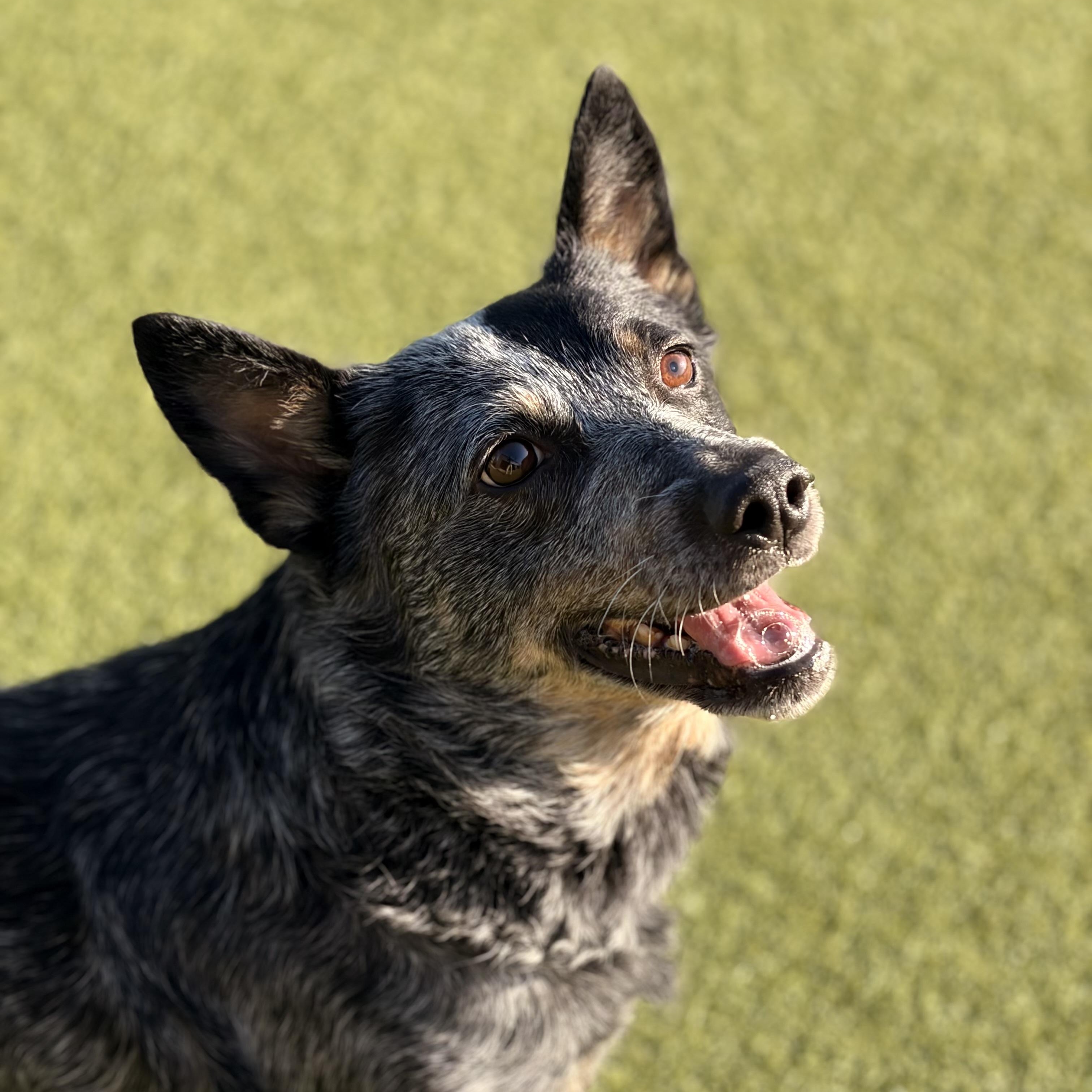 Enlarge Bonnie, a Adoptable Australian Cattle Dog / Blue Heeler in Tulsa, OK image 1/2