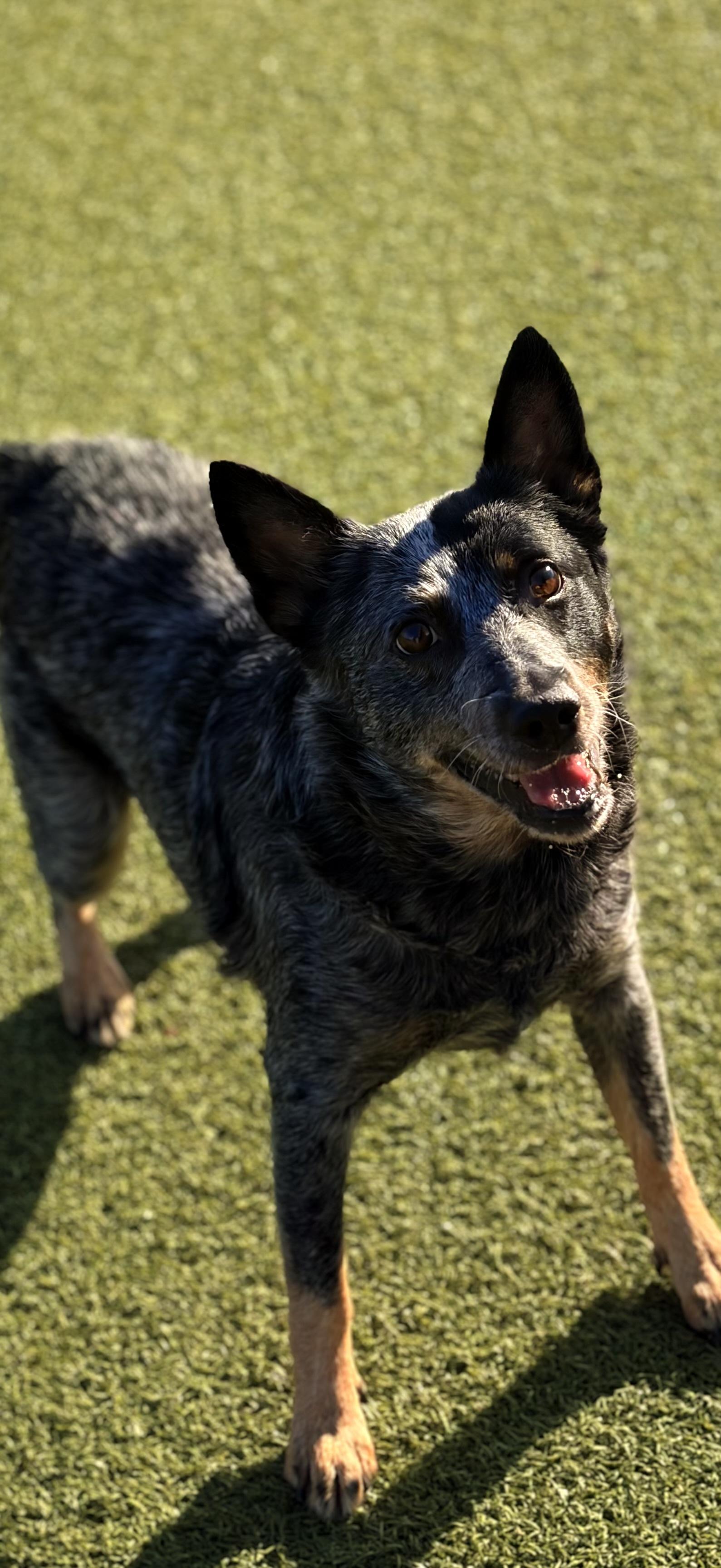 Enlarge Bonnie, a Adoptable Australian Cattle Dog / Blue Heeler in Tulsa, OK image 2/2