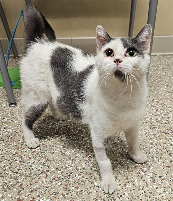 INEZ, Adoptable, Senior Female Domestic Short Hair.