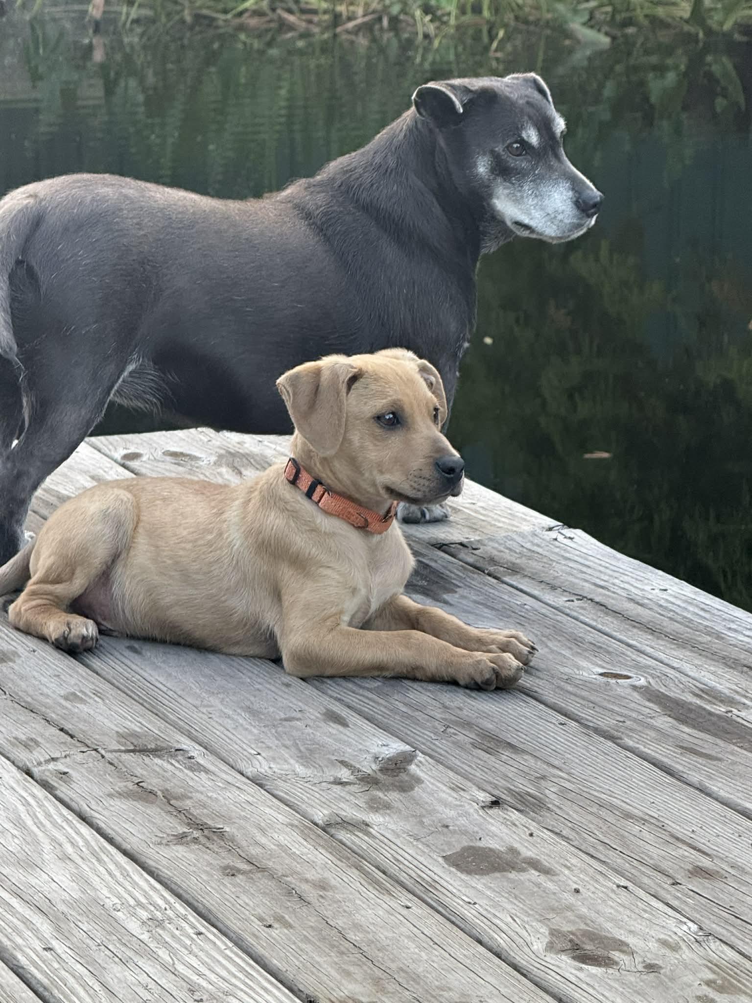 Zeke, an adopted Labrador Retriever in Southington, CT image 2/6