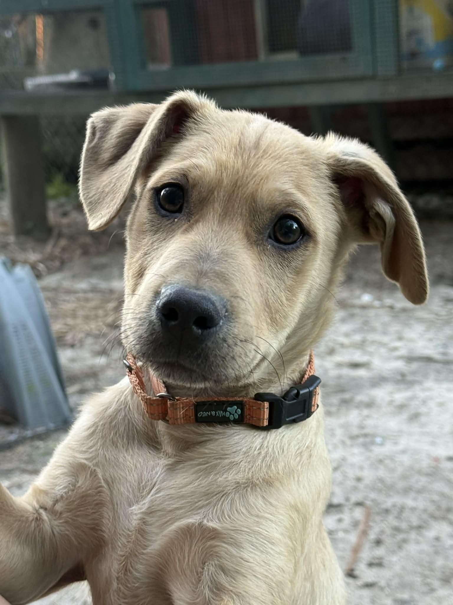 Zeke, adopted, Puppy Male Labrador Retriever.