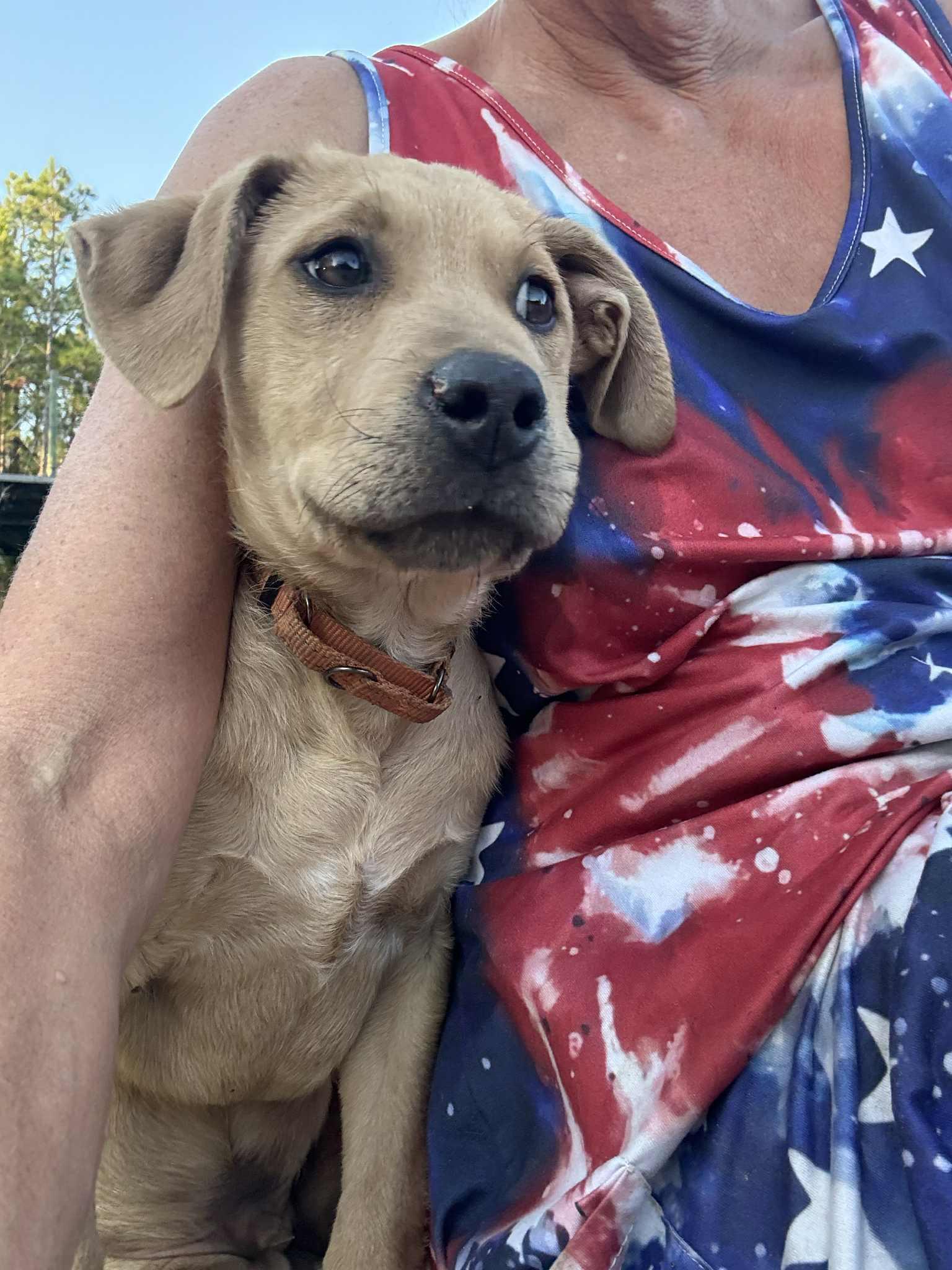 Zeke, an adopted Labrador Retriever in Southington, CT image 4/6