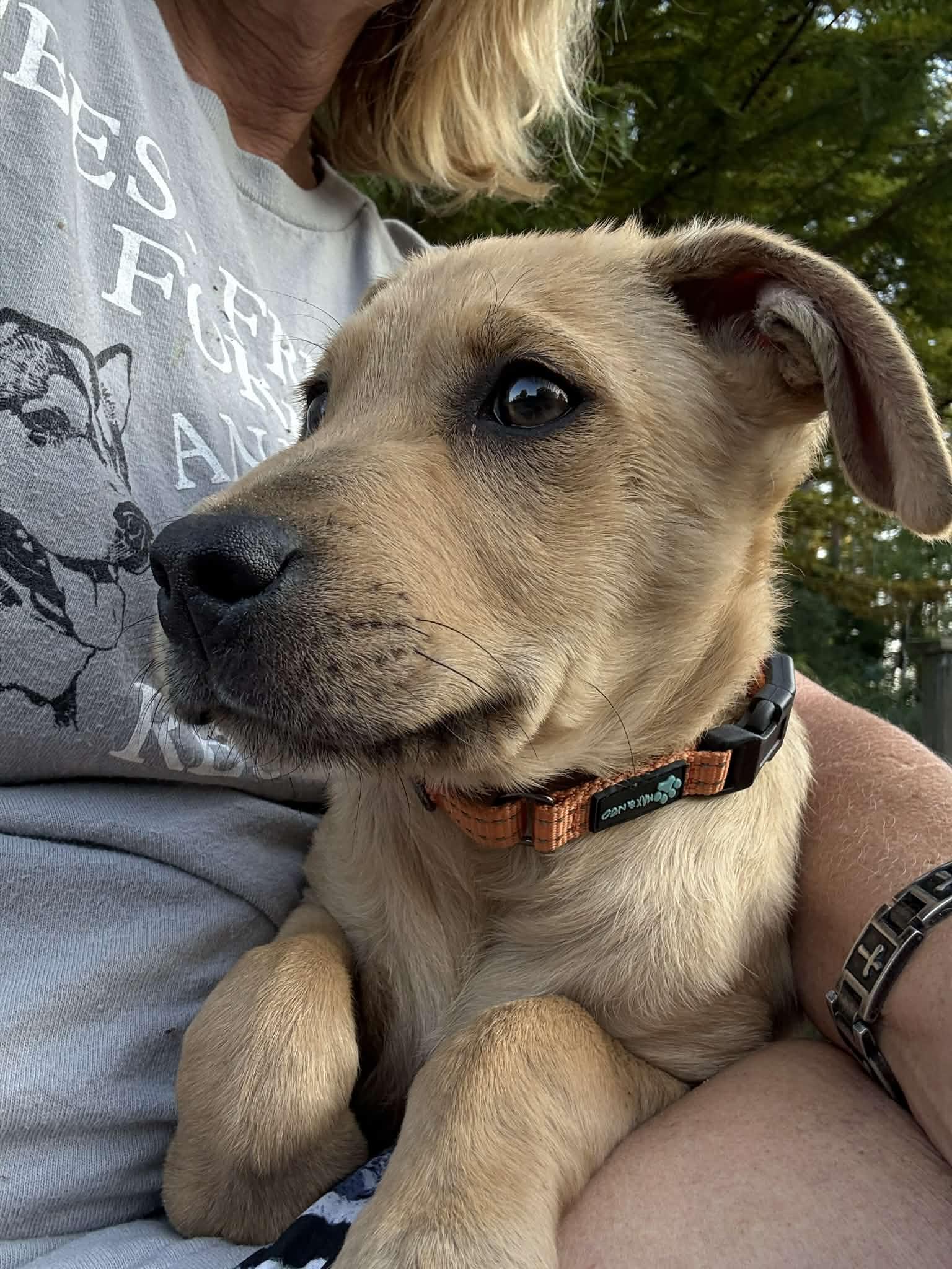 Zeke, an adopted Labrador Retriever in Southington, CT image 3/6
