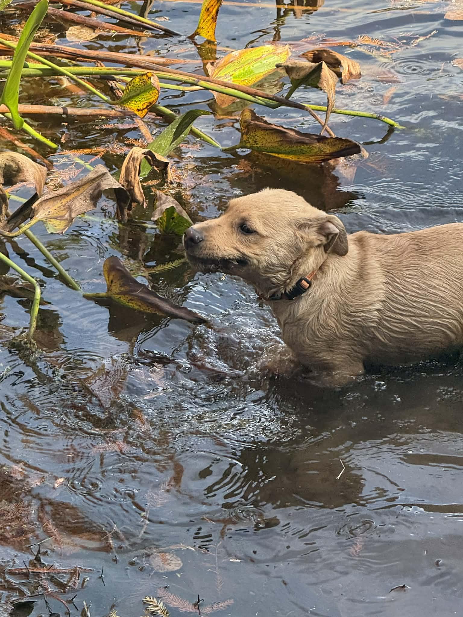 Zeke, an adopted Labrador Retriever in Southington, CT image 5/6