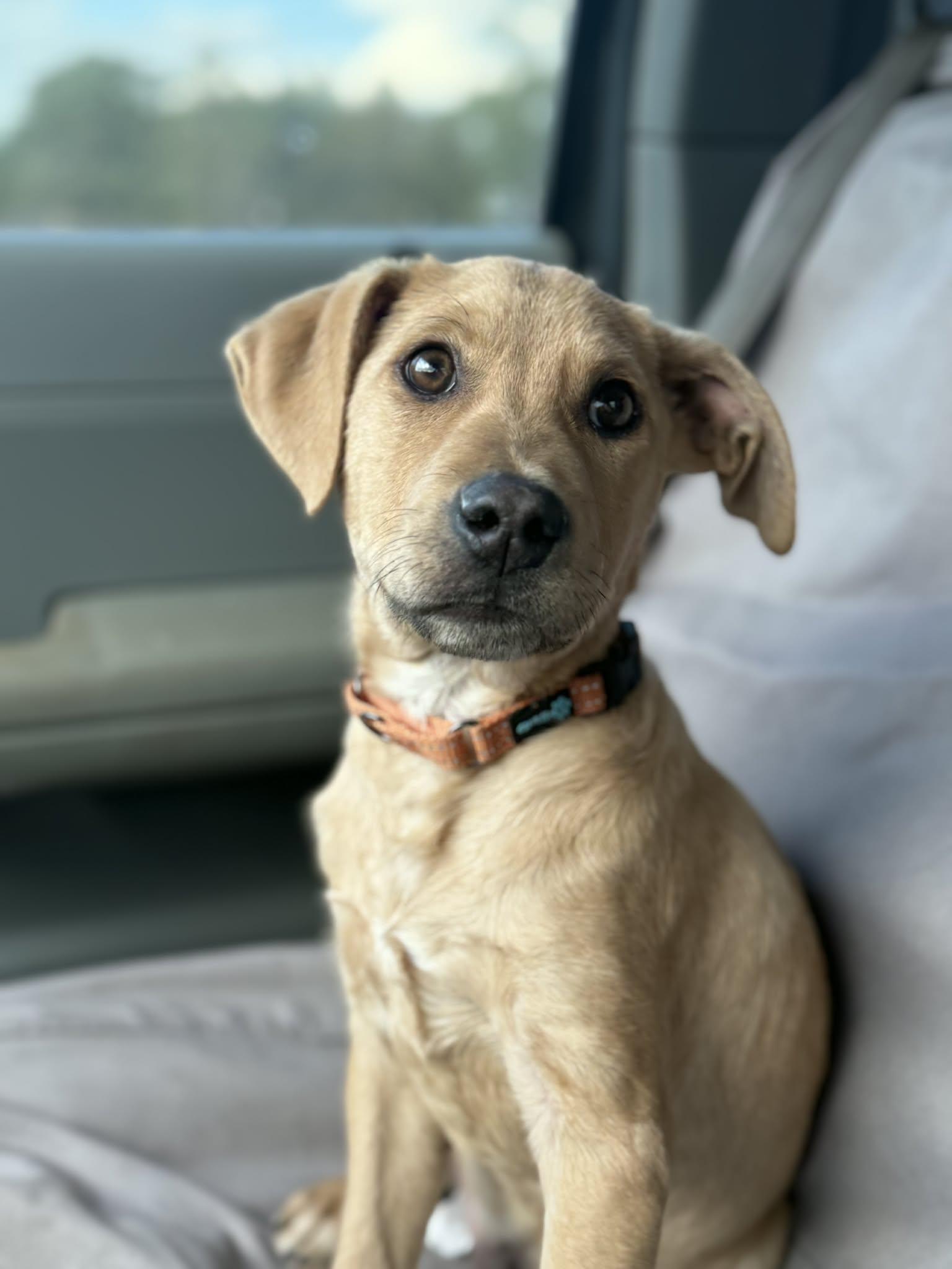 Zeke, an adopted Labrador Retriever in Southington, CT image 6/6