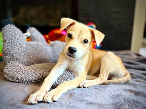 Enlarge Max, a Adopted Terrier in Vernon, CT image 5/6