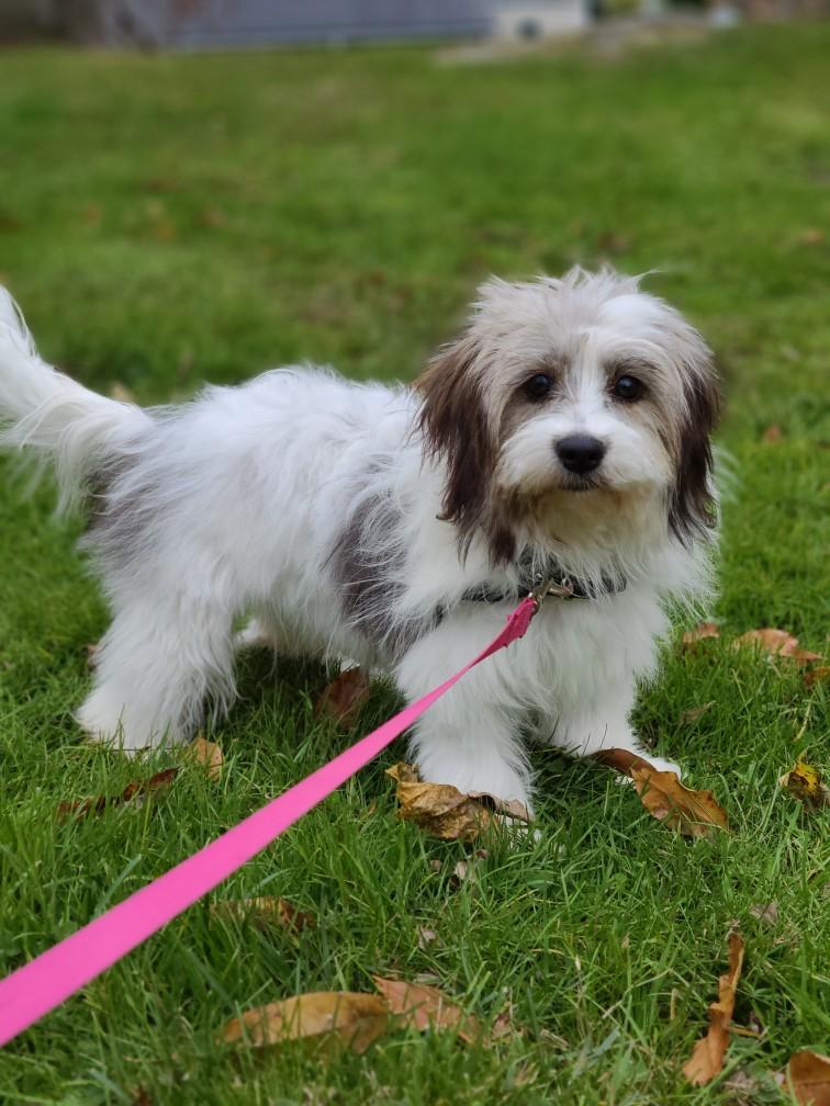 Delilah, a Adopted mixed breed in Cherry Valley, MA image 2/4
