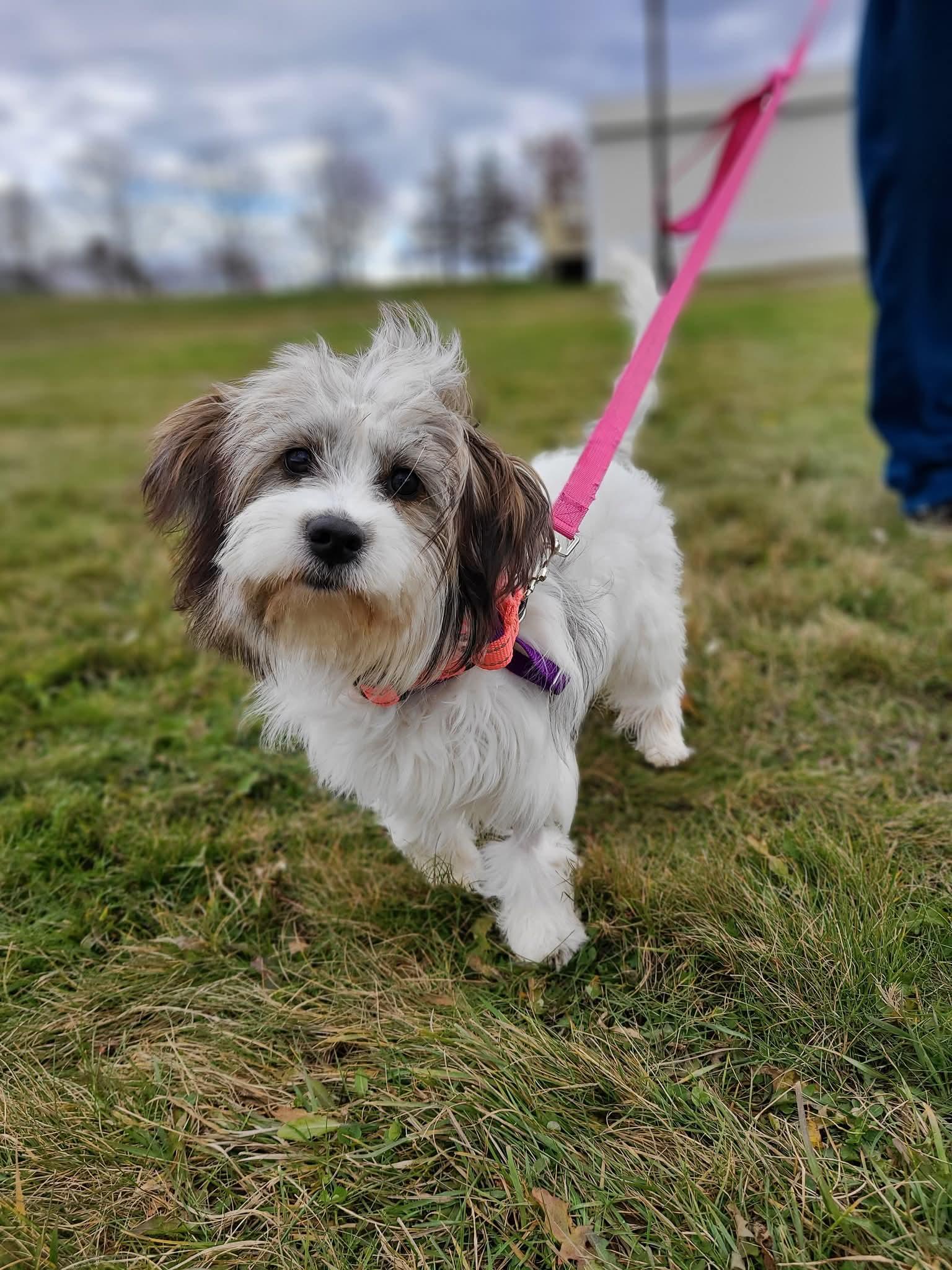 Delilah, Adopted, Puppy Female Coton de Tulear.