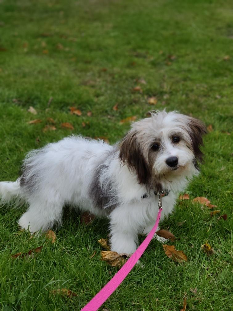 Delilah, a Adopted mixed breed in Cherry Valley, MA image 3/4