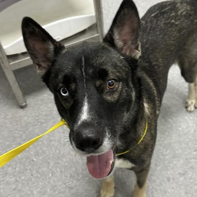 Sokka, Adoptable, Young Male Husky & German Shepherd Dog.