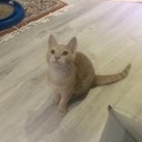 Gooseberry, a Adoptable Domestic Short Hair in Pickering, ON image 6/6