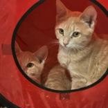 Gooseberry, a Adoptable Domestic Short Hair in Pickering, ON image 4/6